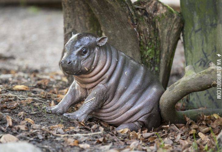 incredibly+cute+hippo+born+in+Sweden+yesterday.