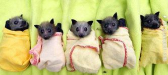 Who+Says+Bats+Can%26%238217%3Bt+Be+Cute%3F