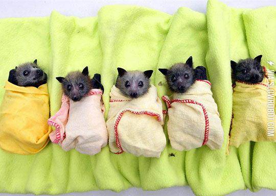 Who+Says+Bats+Can%26%238217%3Bt+Be+Cute%3F