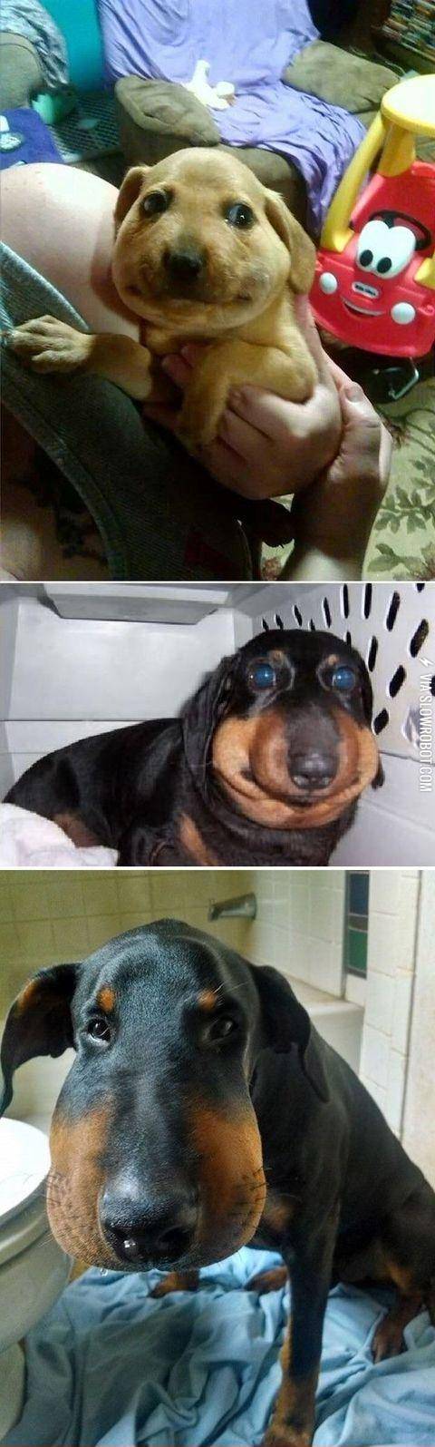 I+won%26%238217%3Bt+eat+bees+again%2C+I+promiff