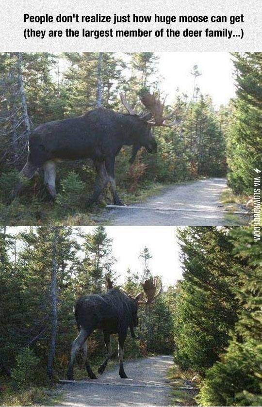 These+Creatures+Are+Huge