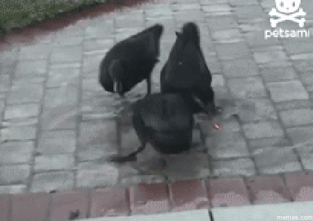 Ducks+chase+laser+pointers+too