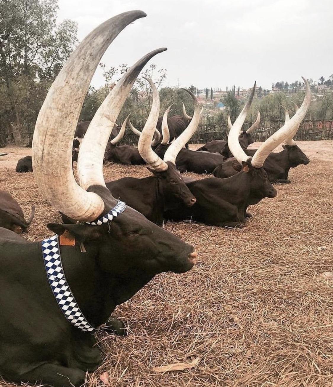 Meet+the+royals+cows+of+Rwanda.