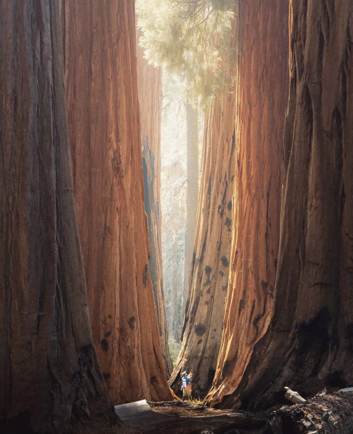 Sequoia+national+park