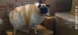 How+to+ship+a+pug.