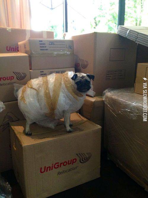 How+to+ship+a+pug.