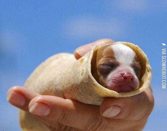 Probably+The+Cutest+Burrito+Ever