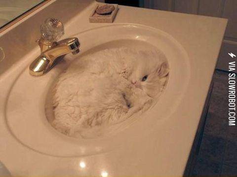 More+proof+that+cats+are+liquid