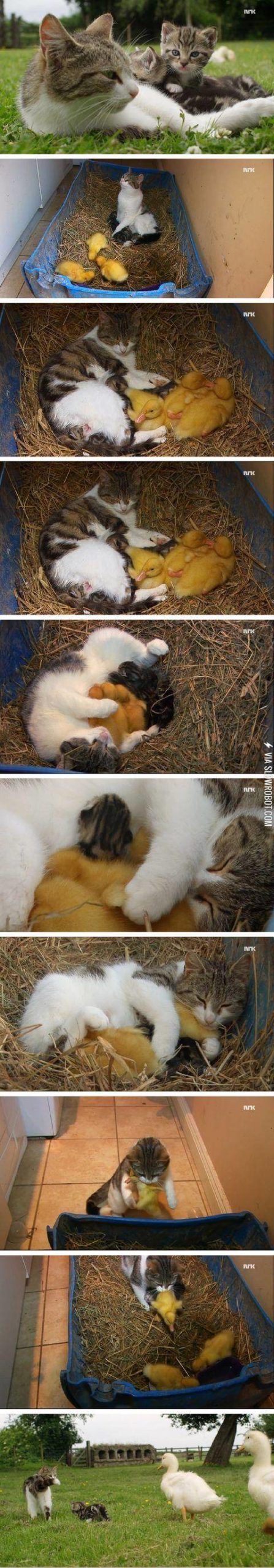 Della%2C+the+cat+who+adopted+chicks