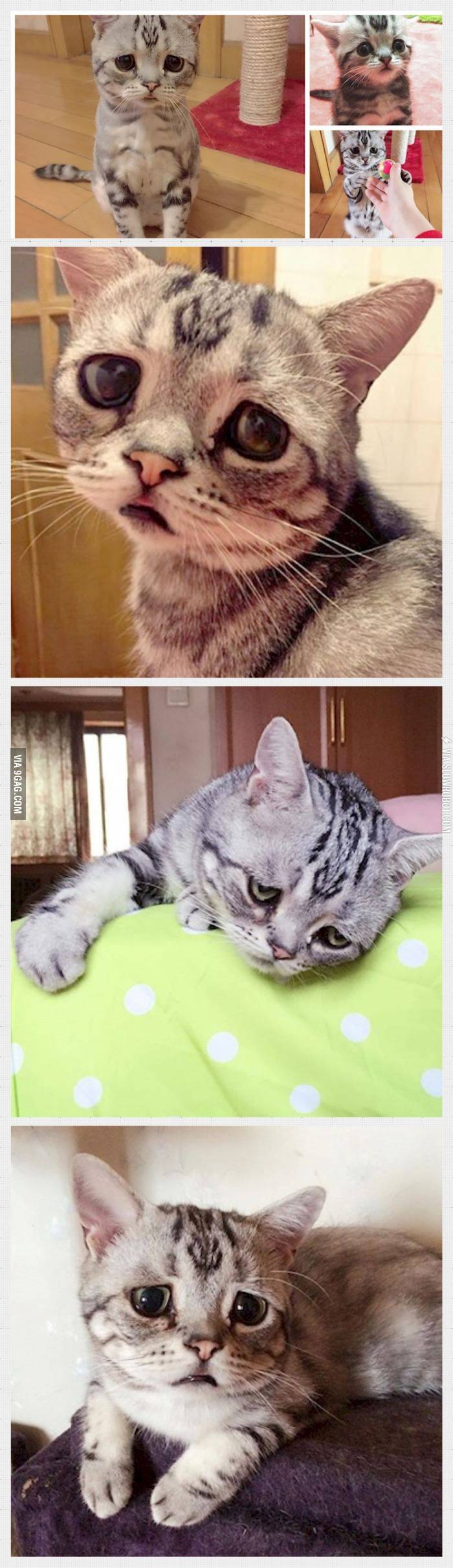 Meet+luhu%2C+the+saddest+cat+in+the+world