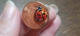 I+painted+a+ladybug+on+a+penny.