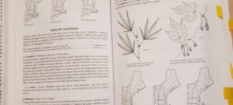 Cannabis+is+on+page+420+of+my+undergrad+botany+textbook.