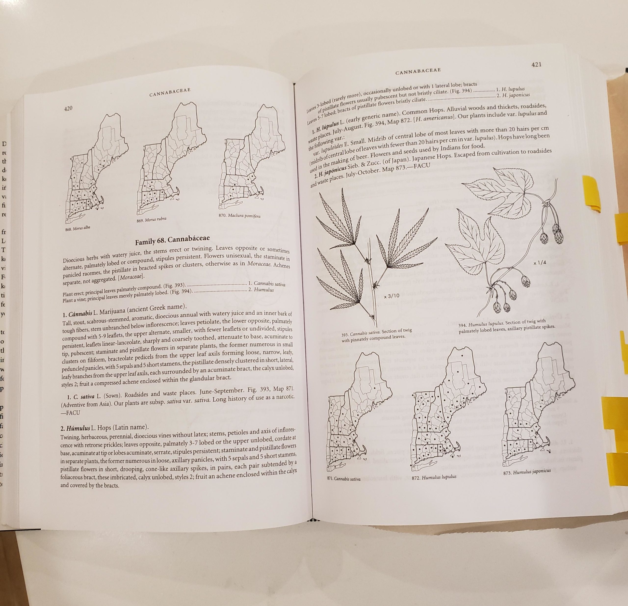 Cannabis+is+on+page+420+of+my+undergrad+botany+textbook.