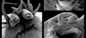 Deep+Sea+Worms+viewed+under+Electron+Microscope