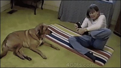 When+dogs+teach+yoga.