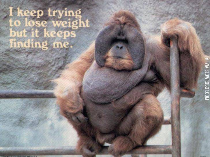 I+keep+trying+to+lose+weight%2C+but+it+keeps+finding+me.