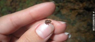 MicroToad