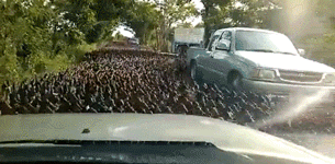 Duckocalypse