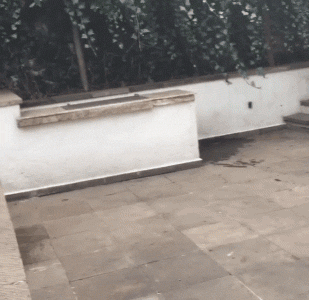 Lion+cub+happy+to+see+owner