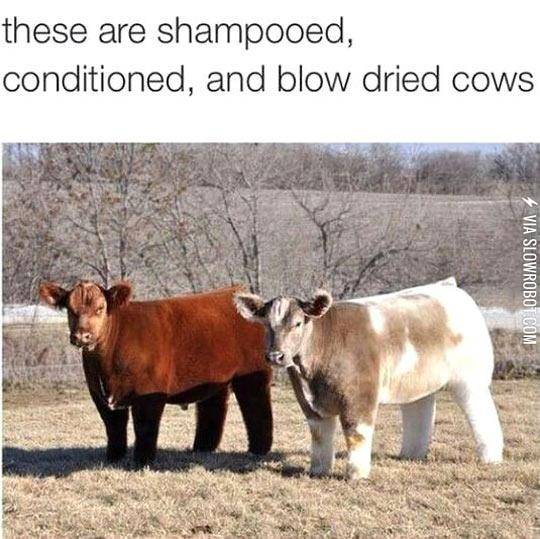Incredibly+Fluffy+Cows