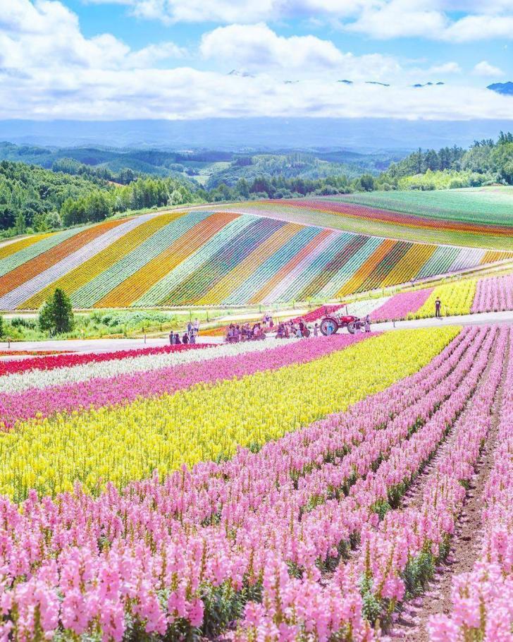 Japan%26%238217%3Bs+carpet+of+flowers