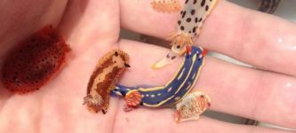 Tiny+sea+slugs