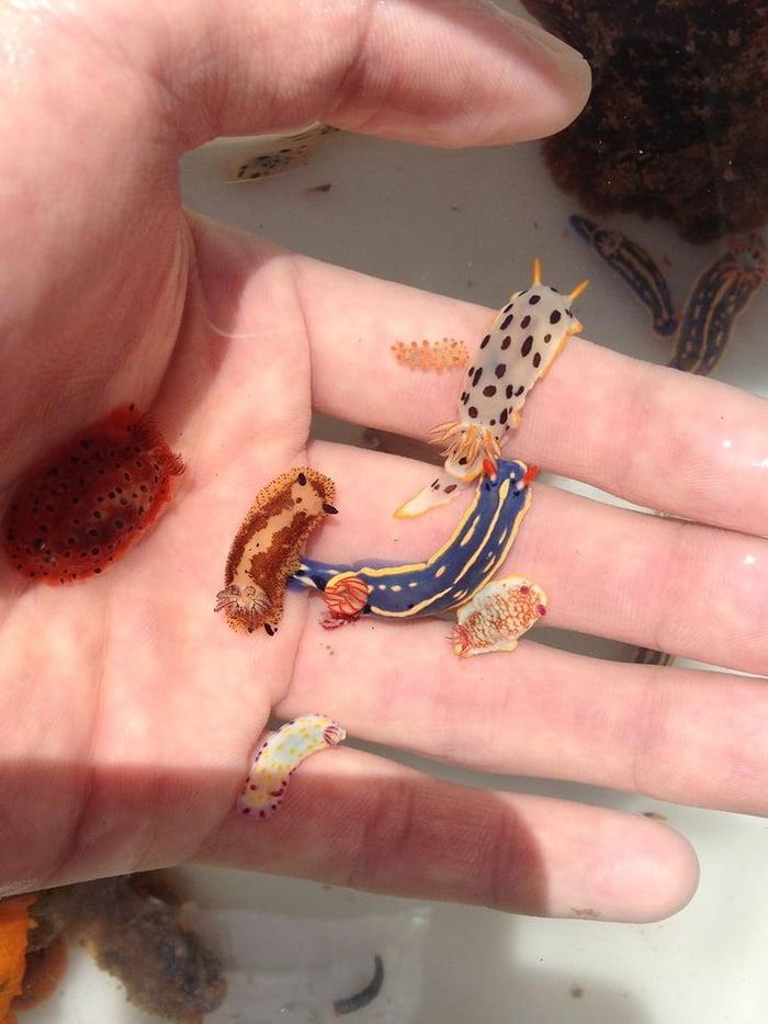 Tiny+sea+slugs