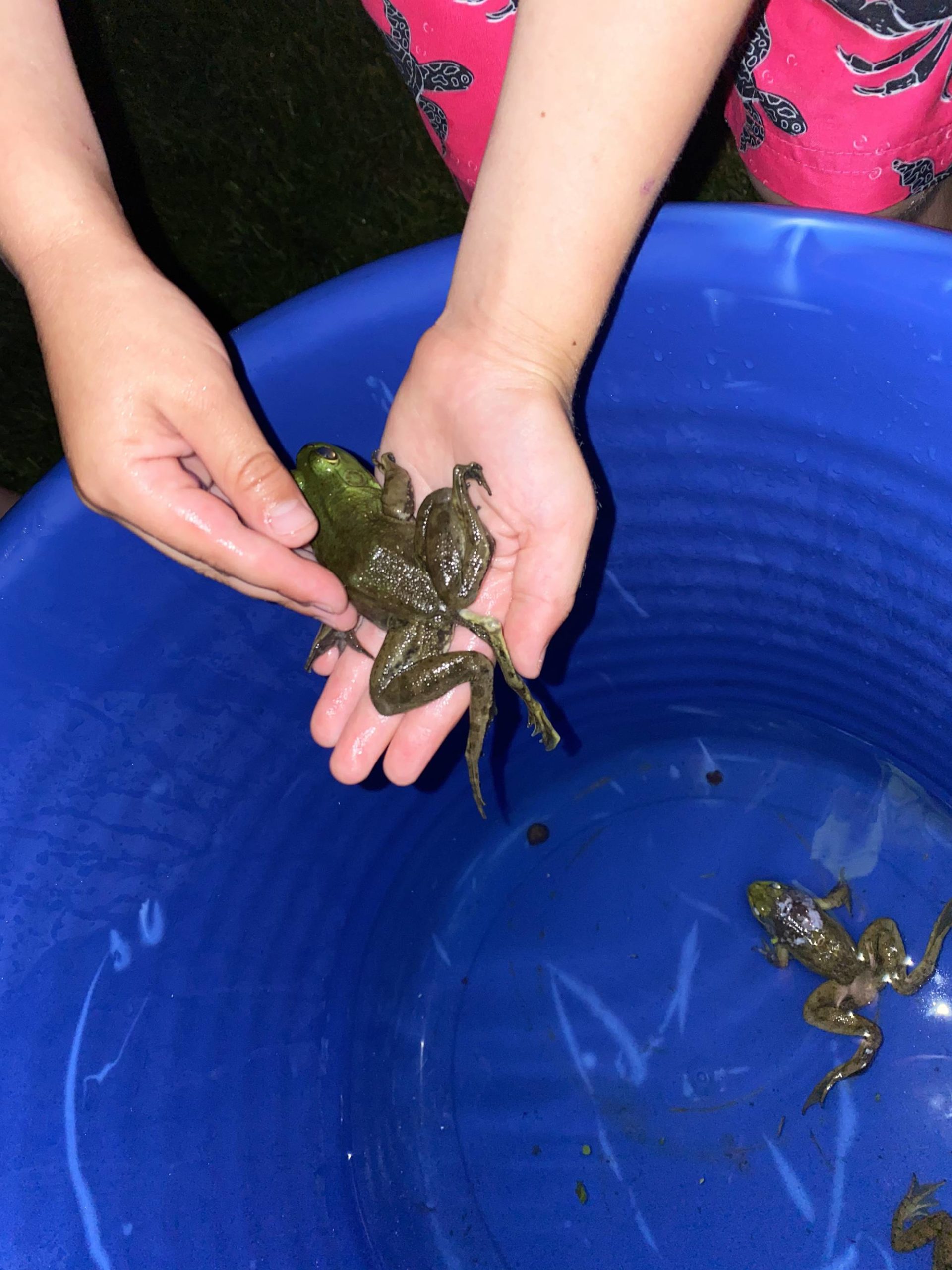 This+5+legged+toad+from+Springfield%2C+probably.