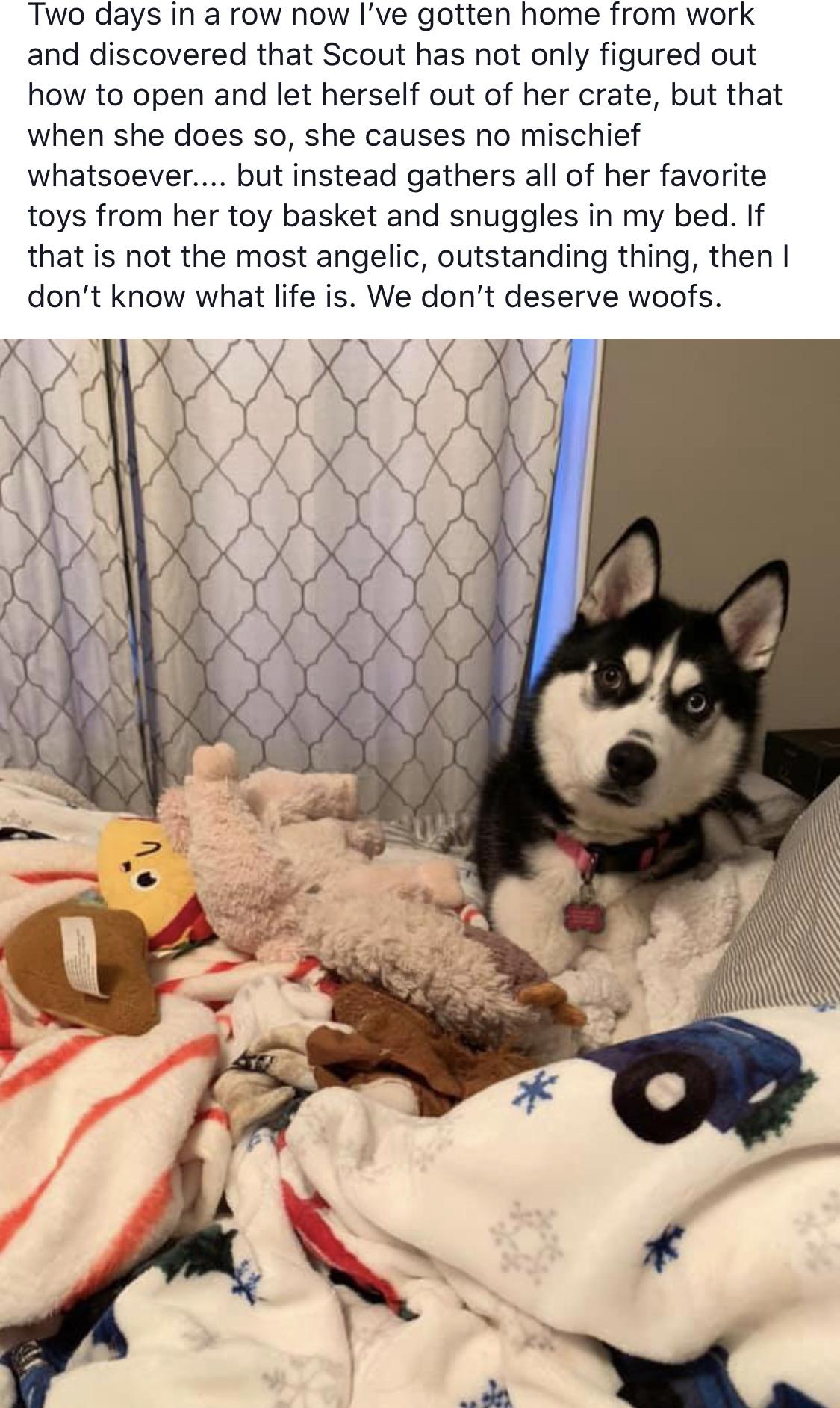 I+think+maybe+she%26%238217%3Bs+outgrown+the+kennel%3F