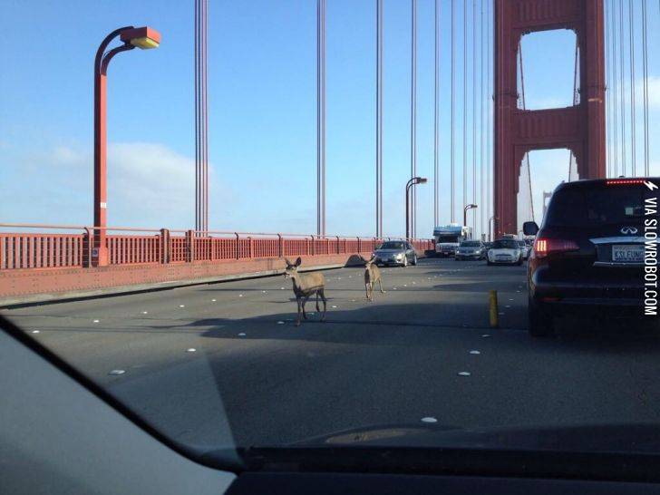 Today%2C+there+were+deer+on+the+Golden+Gate+Bridge