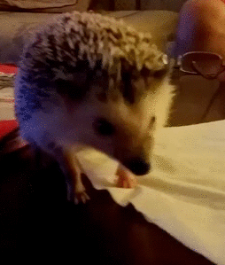 This+is+how+a+hedgehog+yawns