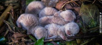 Baby+otters