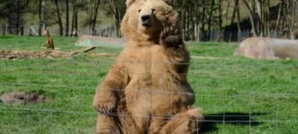 Took+a+photo+of+a+bear+waving+at+me