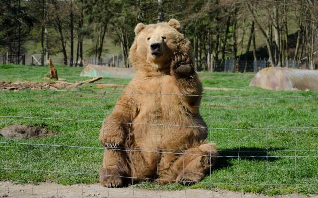Took+a+photo+of+a+bear+waving+at+me
