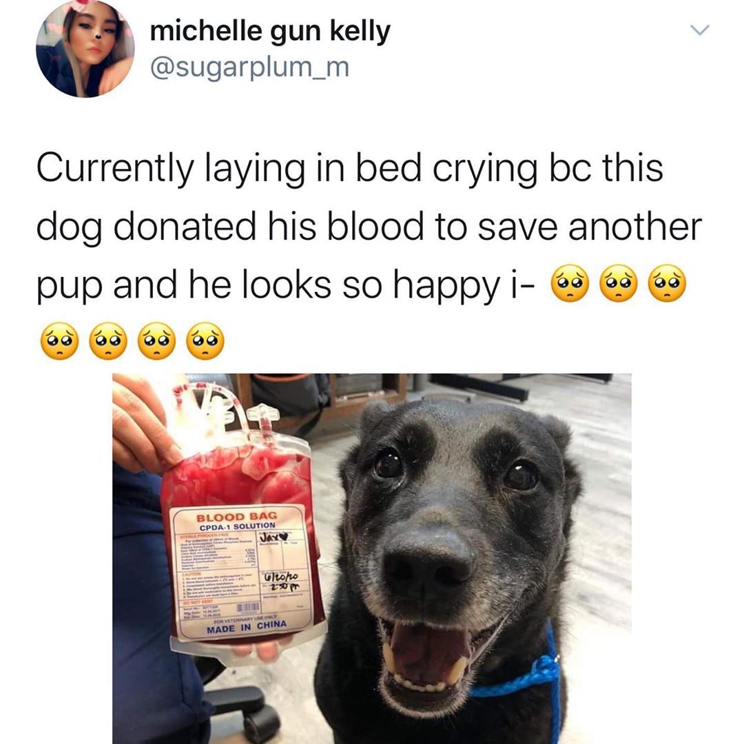 Share+the+blood%2C+good+boy.
