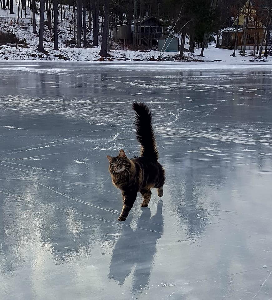 Sprinkles+the+cat+out+on+a+frozen+lake