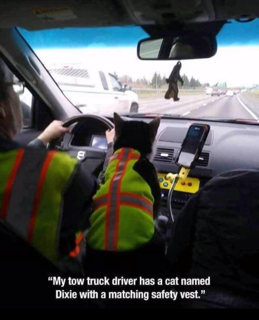 Kitty+is+on+the+job.