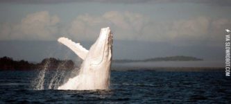 An+Albino+Humpback+Whale.