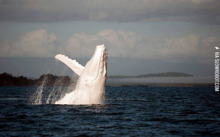 An+Albino+Humpback+Whale.