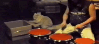 The+drumming+cat.