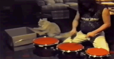 The+drumming+cat.