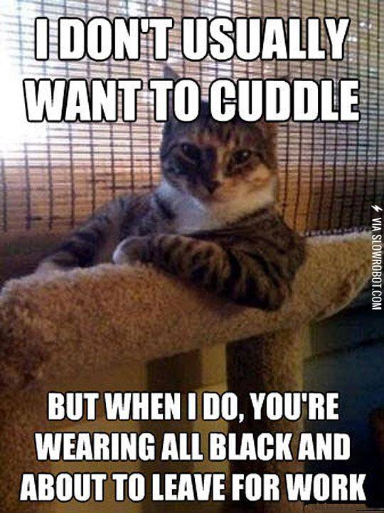 When+Cats+Want+To+Cuddle