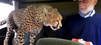 Cheetah+leaps+into+safari+jeep+in+Kenya
