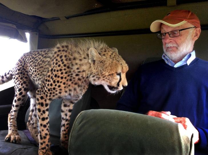 Cheetah+leaps+into+safari+jeep+in+Kenya