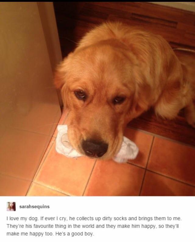 What+did+we+do+to+deserve+dogs%3F