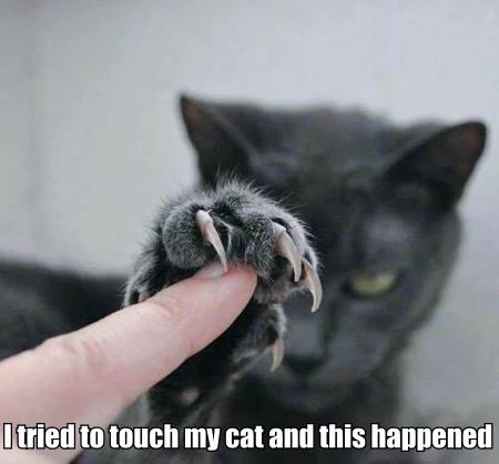 Booping+is+for+dogs%2C+OK%3F