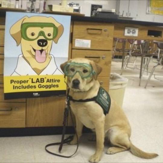 Proper+Lab+Attire