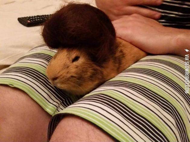 My+friend+just+cut+her+hair+and+used+the+leftovers+to+make+a+toup%C3%A9e+for+her+guinea+pig