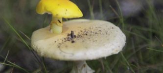 There%26%238217%3Bs+a+tiny+slug+on+the+mushroom+on+the+mushroom+in+the+field