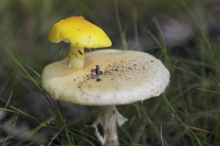 There%26%238217%3Bs+a+tiny+slug+on+the+mushroom+on+the+mushroom+in+the+field